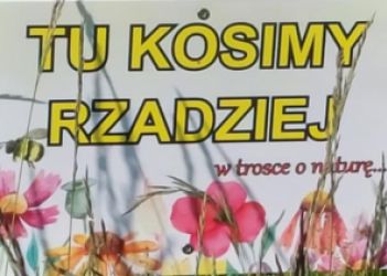 Łąka kwietna wokół naszej szkoły